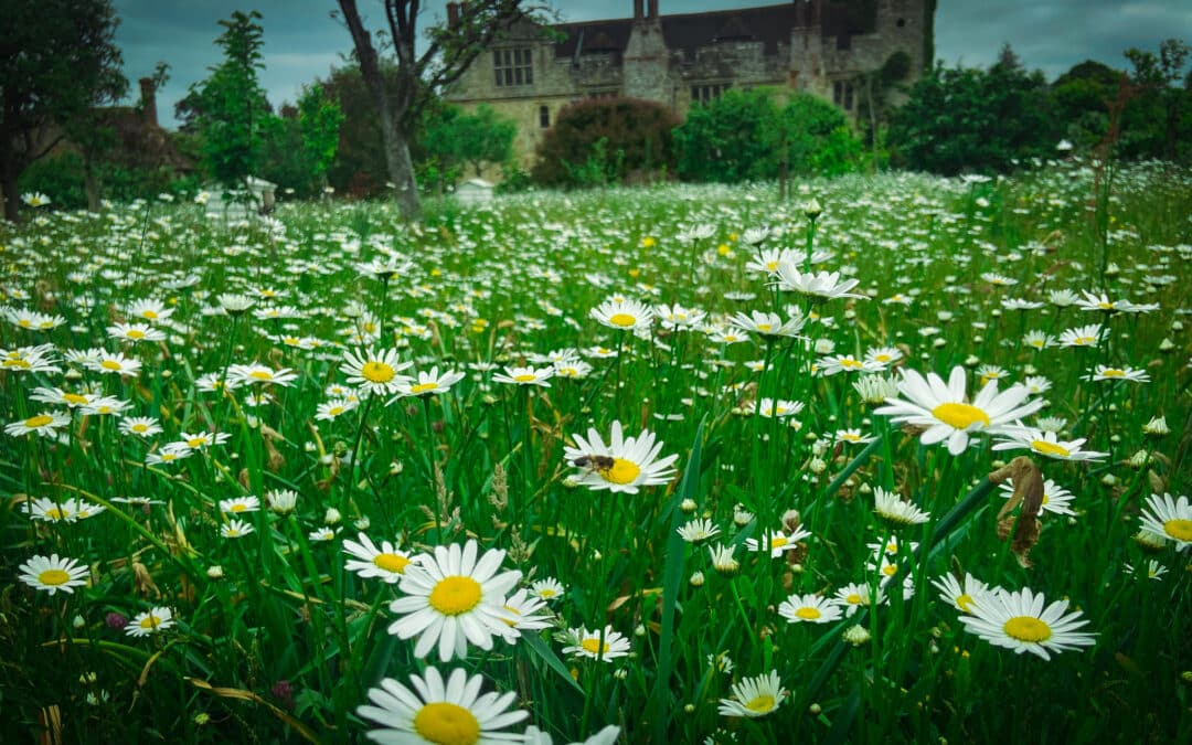 #23.2025 – Face the sun and be more daisy.