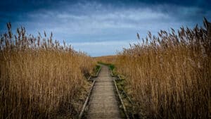 Folk My Life Playlist Week 30